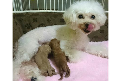 販売中のトイプードルの親犬