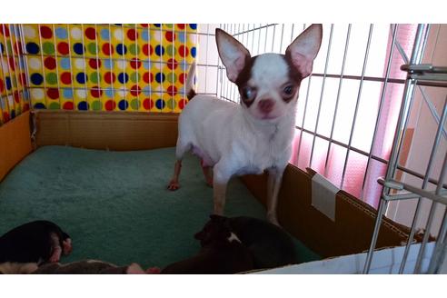 販売中のチワワの親犬