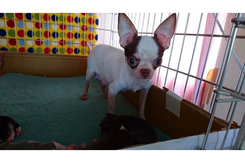 販売中のチワワの親犬