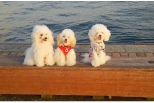 販売中のタイニープードルの親犬