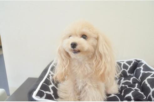 販売中のタイニープードルの親犬