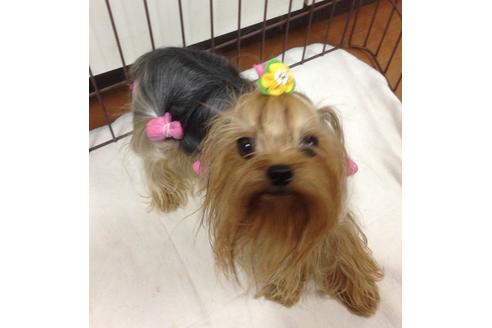 販売中のヨークシャーテリアの親犬
