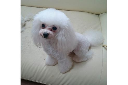 販売中のトイプードルの親犬