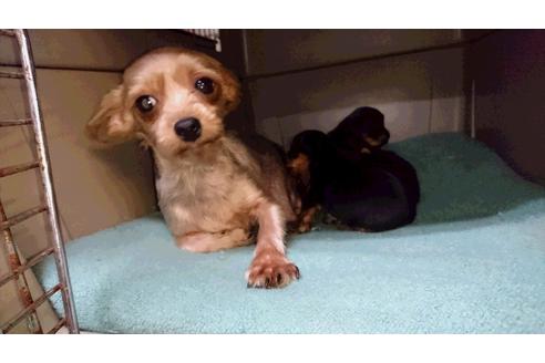 販売中のヨークシャーテリアの親犬