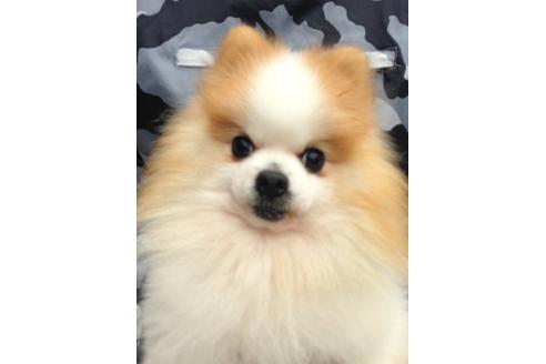販売中のポメラニアンの親犬