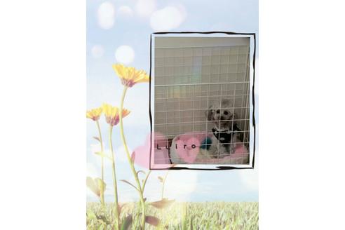 販売中のティーカッププードルの親犬