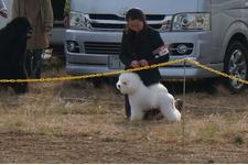 狩野 真奈美ブリーダー