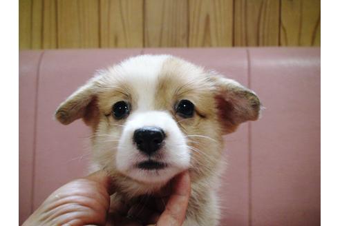 成約済の兵庫県のウェルシュコーギーペンブローク-19625の5枚目