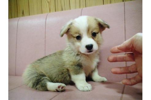 成約済の兵庫県のウェルシュコーギーペンブローク-19625の3枚目