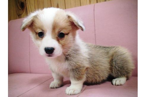 成約済の兵庫県のウェルシュコーギーペンブローク-19625の2枚目