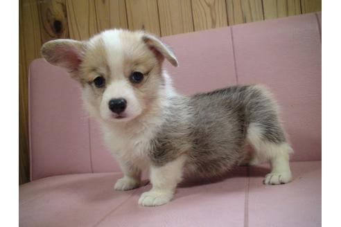 成約済の兵庫県のウェルシュコーギーペンブローク-19626の4枚目