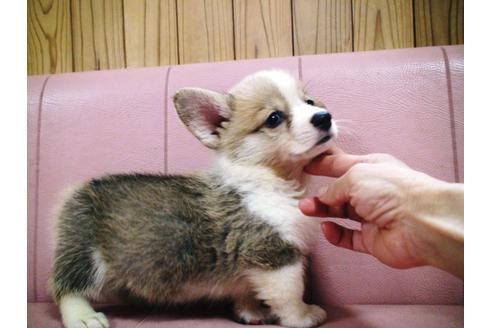 成約済の兵庫県のウェルシュコーギーペンブローク-19626の3枚目