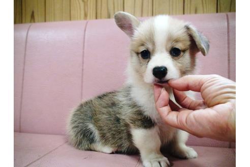 成約済の兵庫県のウェルシュコーギーペンブローク-19626の2枚目