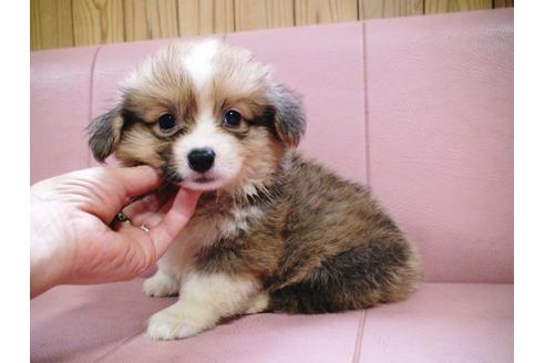 成約済の兵庫県のウェルシュコーギーペンブローク-19627の3枚目