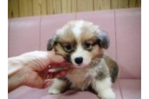 成約済の兵庫県のウェルシュコーギーペンブローク-19627の2枚目