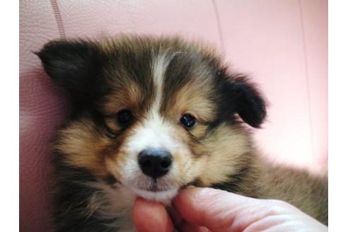 成約済の兵庫県のシェットランドシープドッグ(シェルティ)-19632の3枚目