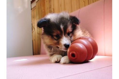 成約済の兵庫県のシェットランドシープドッグ(シェルティ)-19632の2枚目