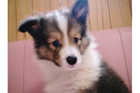 成約済の兵庫県のシェットランドシープドッグ(シェルティ)-20038の5枚目