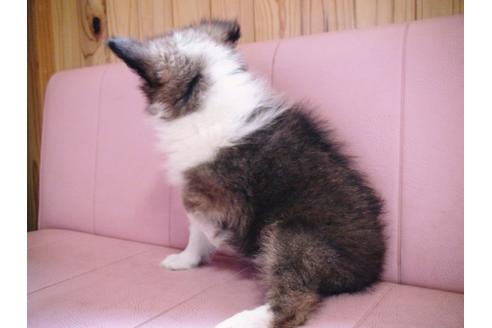 成約済の兵庫県のシェットランドシープドッグ(シェルティ)-20038の2枚目