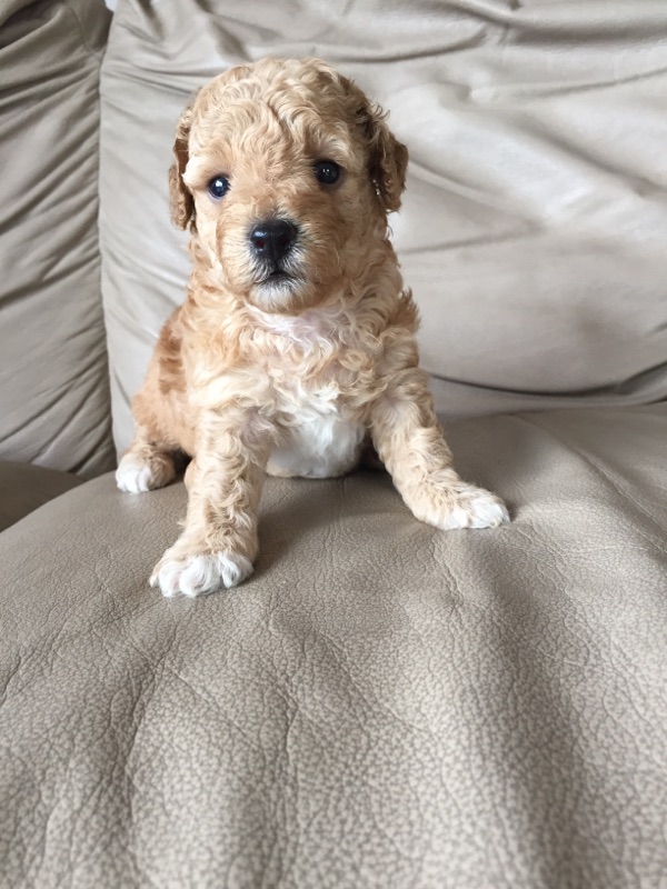 西田ブリーダー