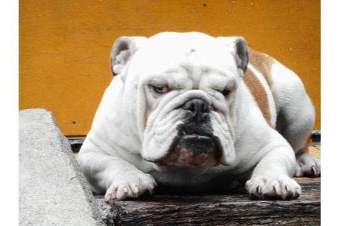 販売中のブルドッグの親犬