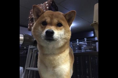 販売中の豆柴の親犬