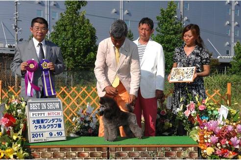 販売中のトイプードルの親犬