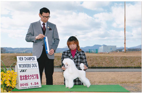 販売中のトイプードルの親犬