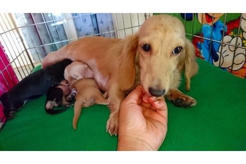 販売中のミニチュアダックスフンドの親犬