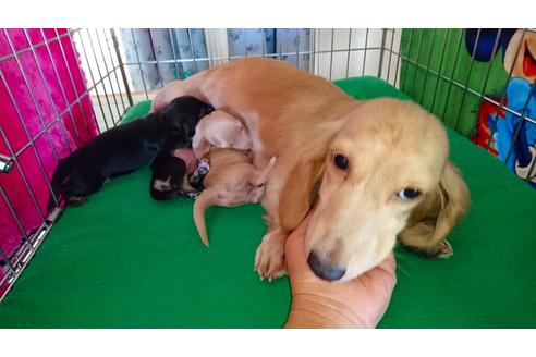 販売中のミニチュアダックスフンドの親犬