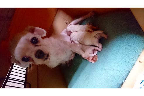 販売中のマルチーズの親犬
