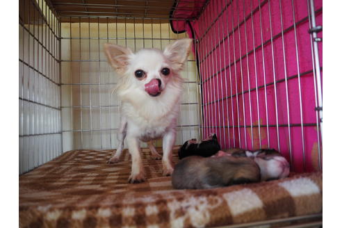 販売中のチワワの親犬