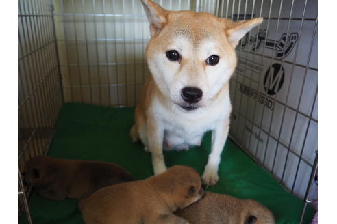 販売中の柴犬の親犬