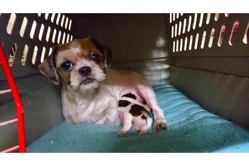 販売中のシーズーの親犬
