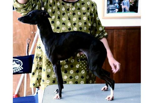 販売中のイタリアングレーハウンド(イタグレ)の親犬