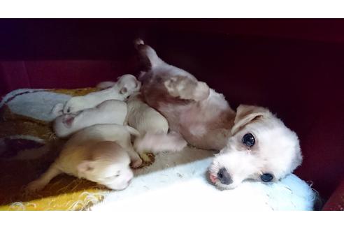 販売中のマルチーズの親犬