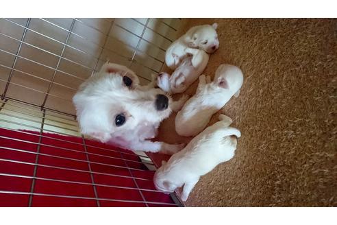 販売中のマルチーズの親犬