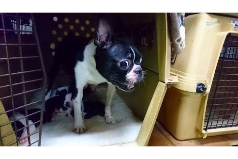 販売中のボストンテリアの親犬