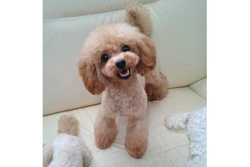 販売中のトイプードルの親犬