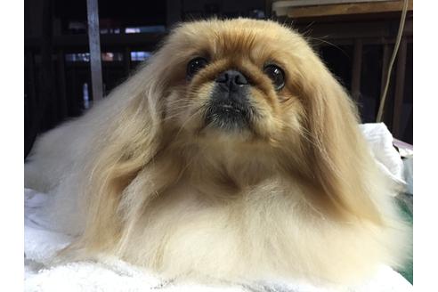販売中のペキニーズの親犬