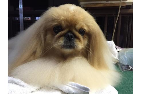 販売中のペキニーズの親犬