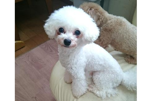 販売中のトイプードルの親犬
