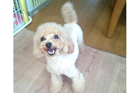 販売中のトイプードルの親犬