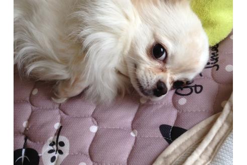 販売中のチワワの親犬