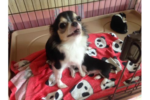 販売中のチワワの親犬