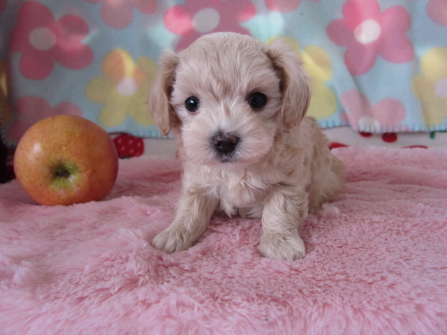 小野ブリーダー