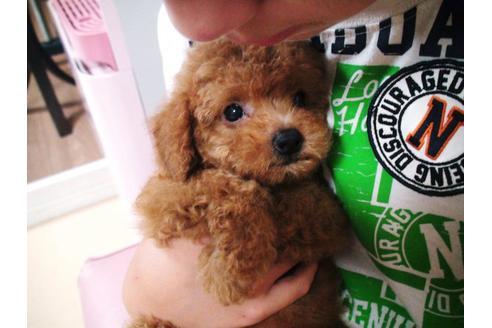 成約済の兵庫県のトイプードル-22171の4枚目