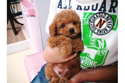 成約済の兵庫県のトイプードル-22171の3枚目