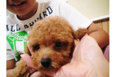 成約済の兵庫県のトイプードル-22171の2枚目