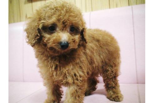 成約済の兵庫県のトイプードル-22172の5枚目